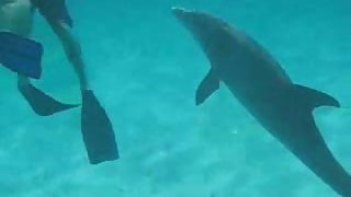 Swimming with a jiggish dolphin